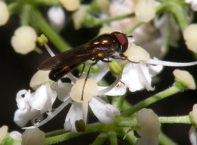 Pipunculidae o Syrphidae?